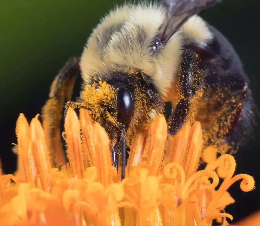 Photo The Deadly Plant Deceiving and Killing Its Pollinators