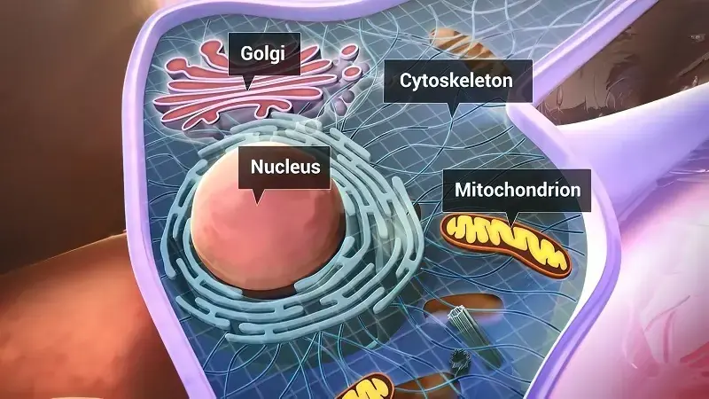 biological structure of cell