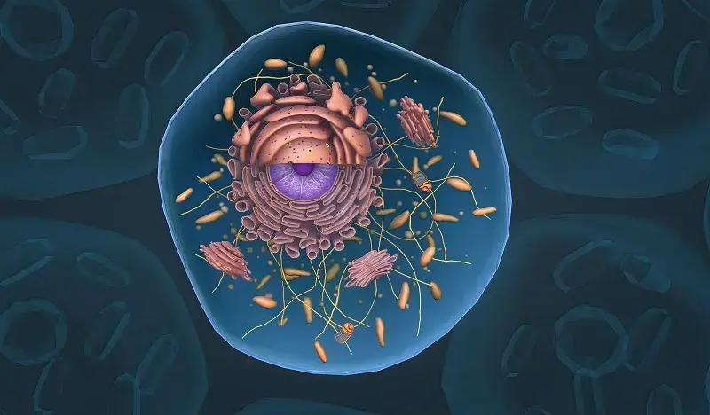 cell structure in cell biology