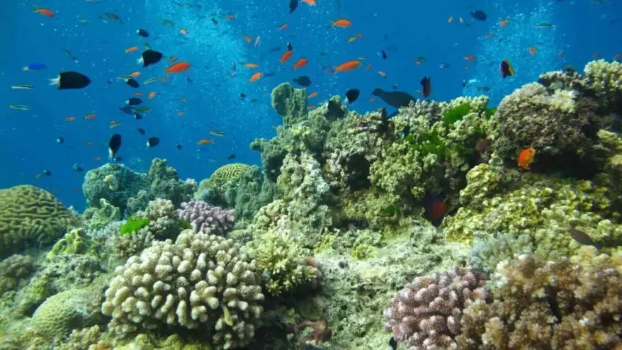 Marine Life and Ecosystems