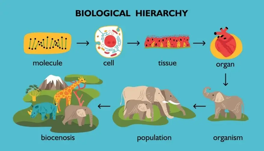 biological hierarchy - Freepik.com