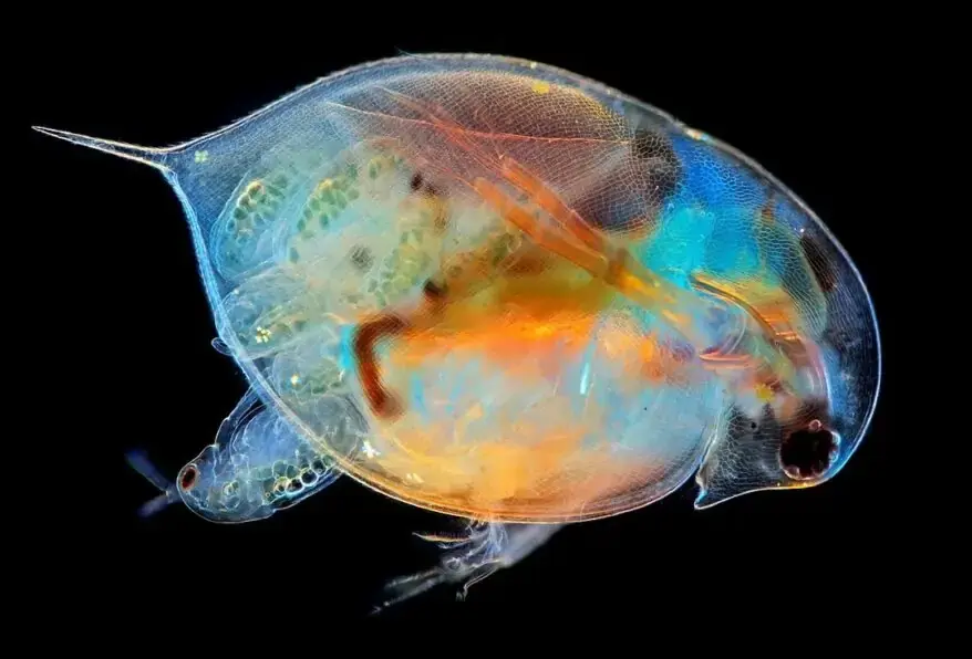 https://entechonline-com-920500.hostingersite.com/wp-content/uploads/2024/10/experiential-learning-in-STEM-education-Daphnia.jpg