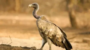 The Indian Vulture