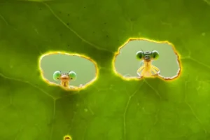 Cellular-Tissue Engineering