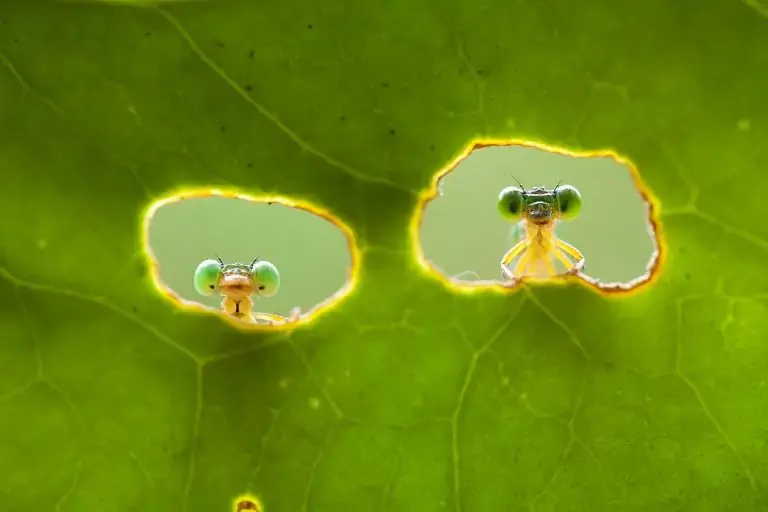 Cellular-Tissue Engineering