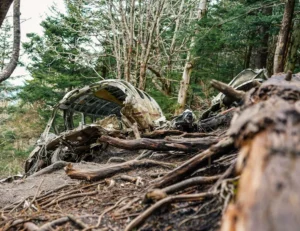 Effects of Deforestation