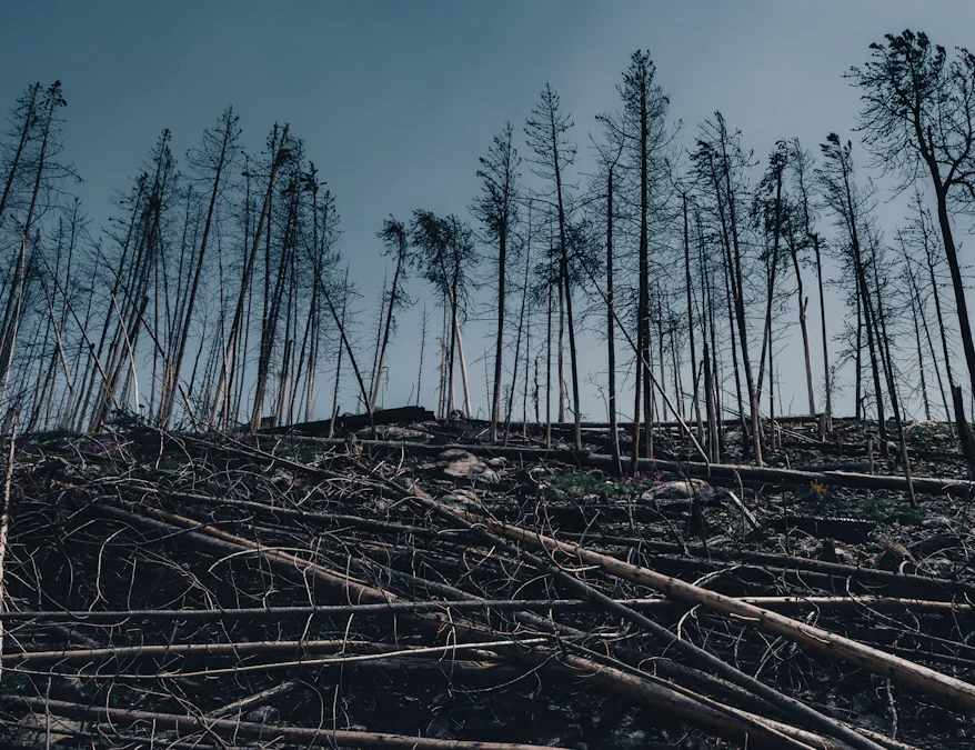 Effects of Deforestation on Biodiversity