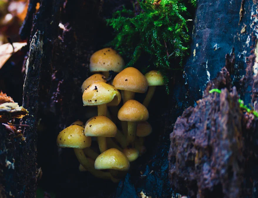 Different Types of Fungi