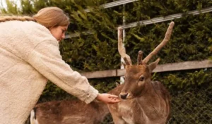 Animal classification