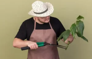 TS of Stem: Monocot vs Dicot