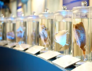 Binomial Nomenclature and Carl Linnaeus