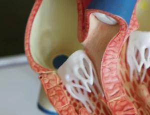 Genetic Diversity and Human Evolution