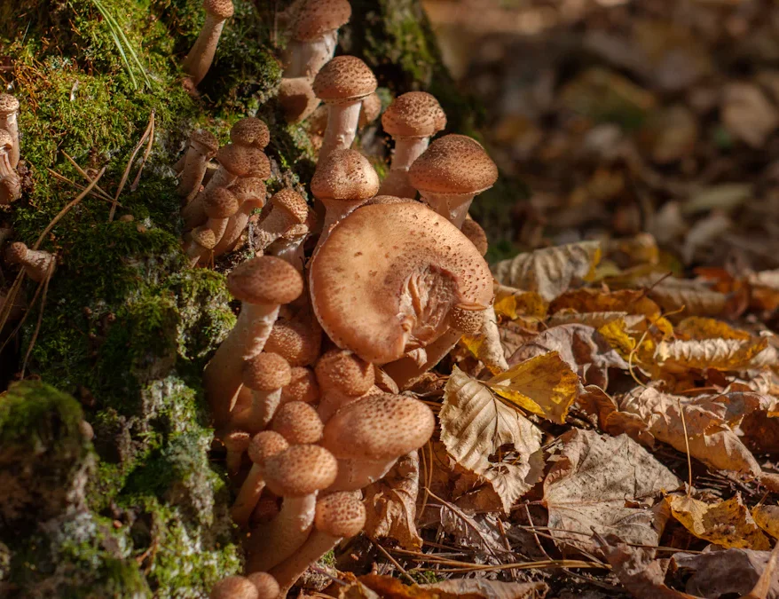 Ecological Roles of Fungi