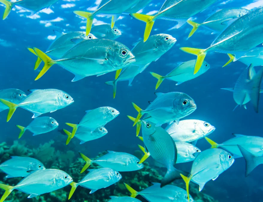 Flora and Fauna Matter