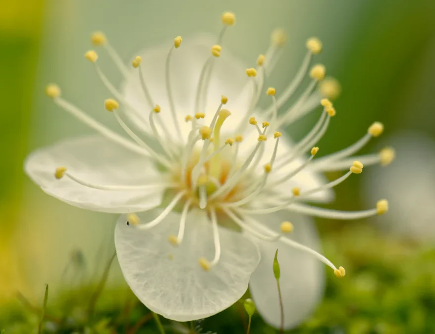 Male vs Female Flower Parts