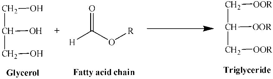 Reaction involved in the formation of a triglyceride.