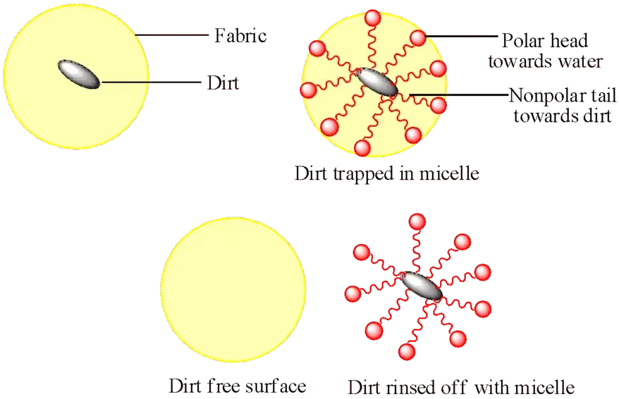Cleansing action and chemistry of soap.