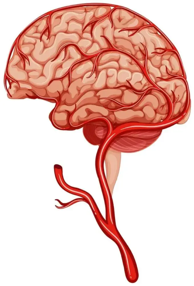 Diagram illustrating the major structures of the human brain, including the cerebrum, cerebellum, and brainstem