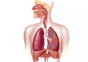 Anatomy of the respiratory system