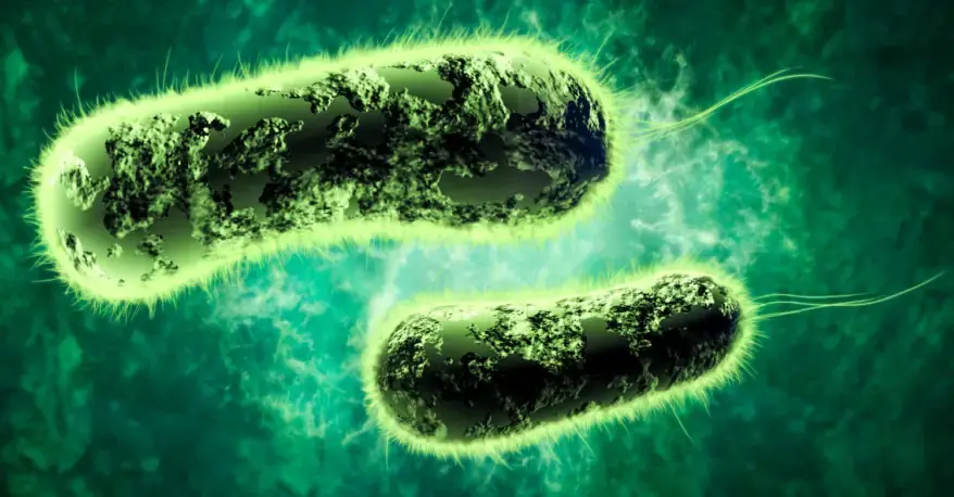 E. coli Bacteria Breathe Electricity