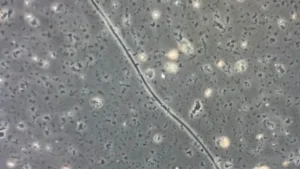 Microscopy image of a cable bacteria. Source: Original image captured at the Center for Electromicrobiology.