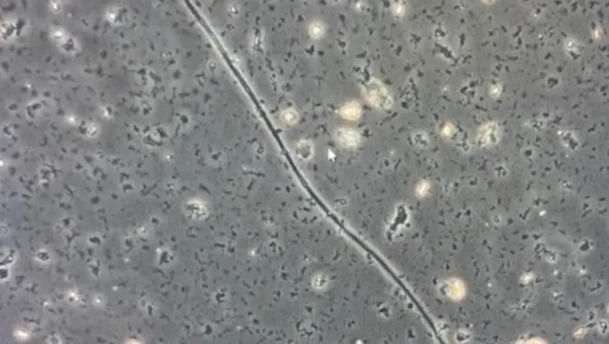 Microscopy image of a cable bacteria. Source: Original image captured at the Center for Electromicrobiology.