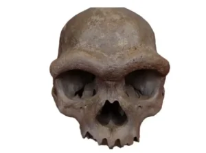 Dragon Man: Denisovan (Source: Hebei GEO University)