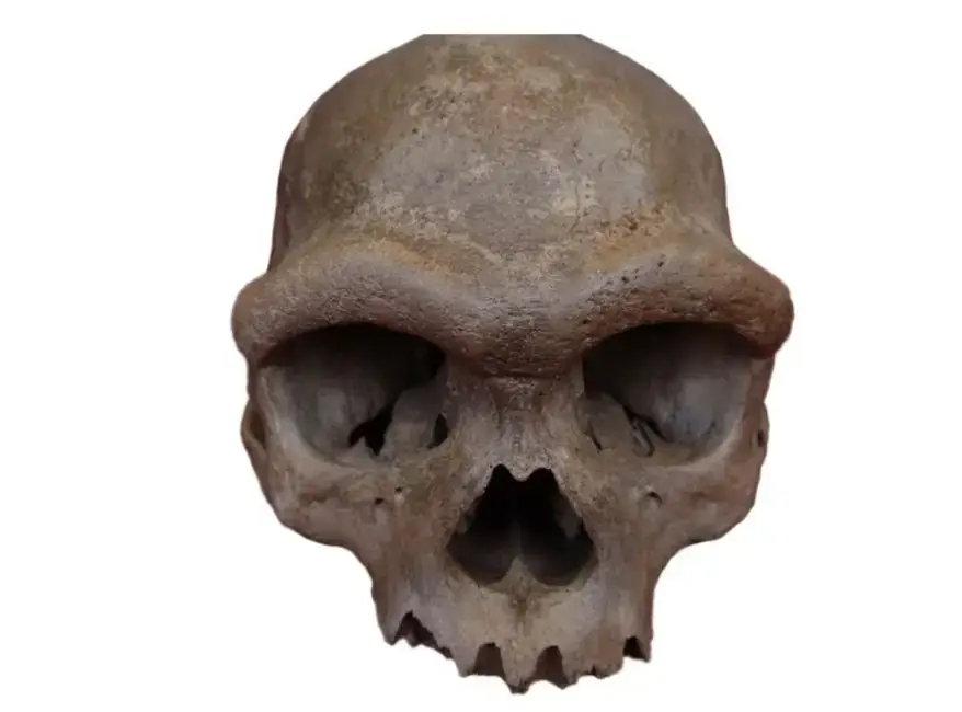 Dragon Man: Denisovan (Source: Hebei GEO University)