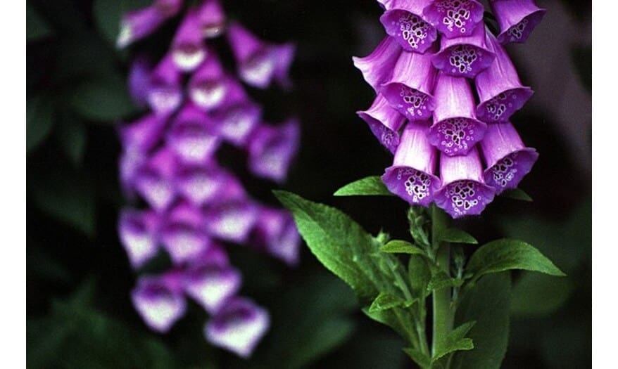 A detailed botanical illustration of the Digitalis purpurea plant, known for its toxic and medicinal properties. It is also a poison turned into a medicine for dropsy condition.