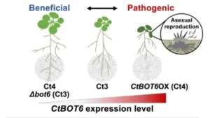 Colletotrichum tofieldiae Fungus (Source: Taken from Research Paper)
