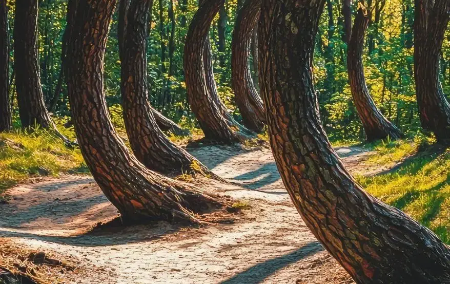 Crooked Forest Mystery