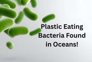 Plastic Eating Bacteria