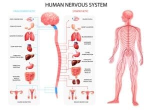 introduction to nervous system