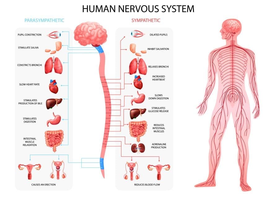 introduction to nervous system