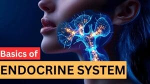 basics of endocrine system