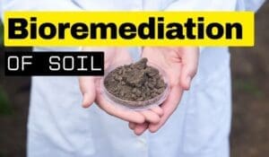 Bioremediation of soil