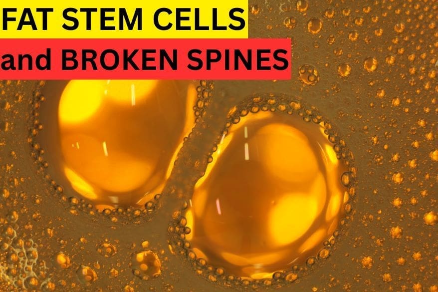 fat stem cells