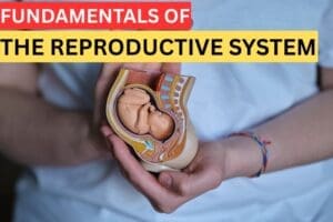 Fundamentals of the reproductive system