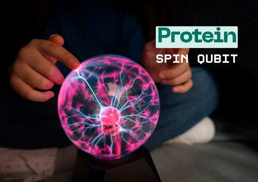 Protein Spin Qubit