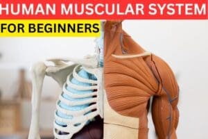 the human muscular system