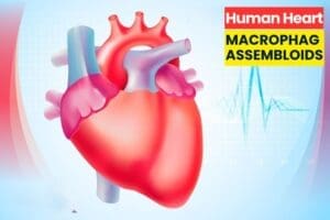 Human Heart-Macrophage Assembloids