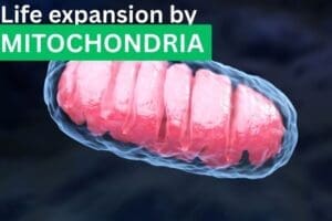 life expansion by mitochondria