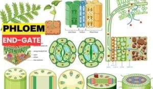 phloem end gate