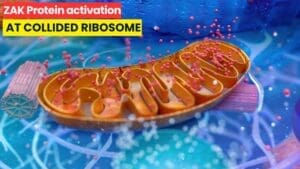 ZAK Protein Detects Ribosome Collisions
