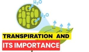 transpiration and its importance