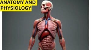 human anatomy and physiology