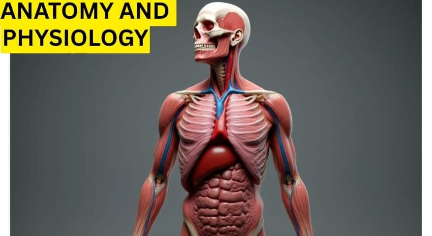 human anatomy and physiology