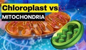Chloroplast photosynthesis, mitochondria respiration