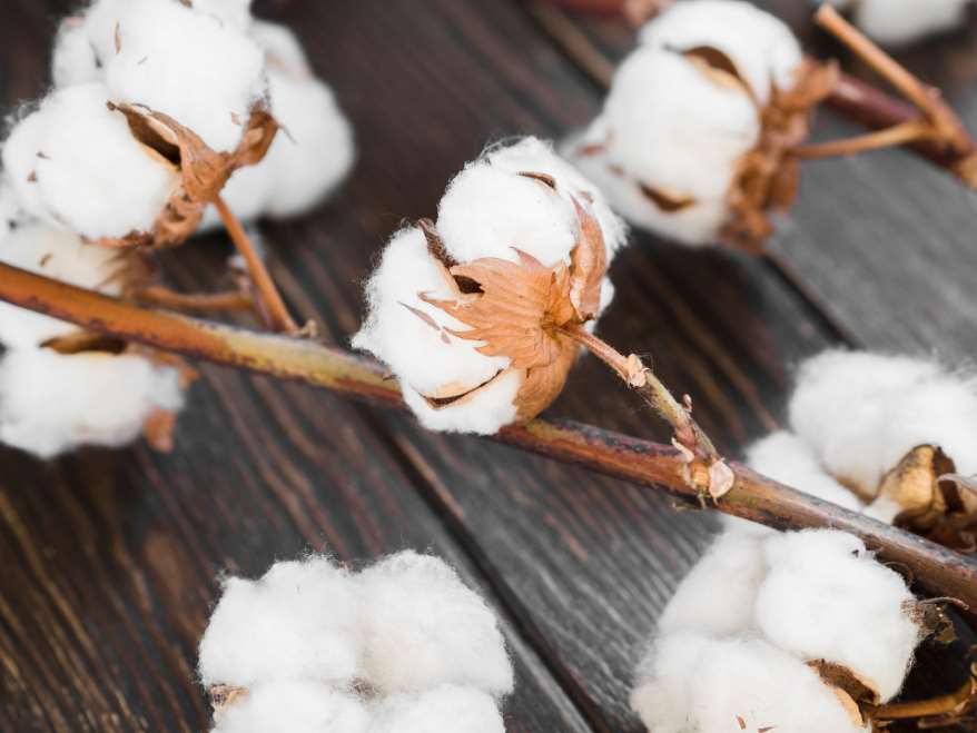 evolution of spinnable cotton fibres