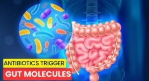 Antibiotics Trigger Gut Molecules